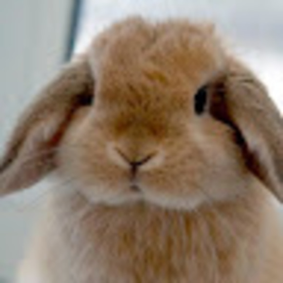 Meet your Posher, Audrey - Picture 1 of 1